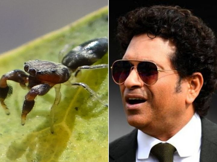 marengo sachintendulkar new species of asian jumping spider named after tendulkar Marengo sachintendulkar: New Species Of Asian Jumping Spider Named After Tendulkar